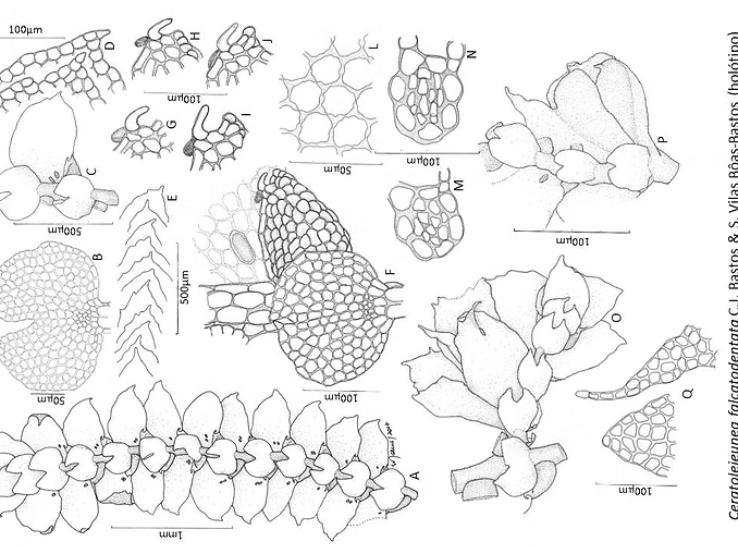 Tipos nomenclaturais