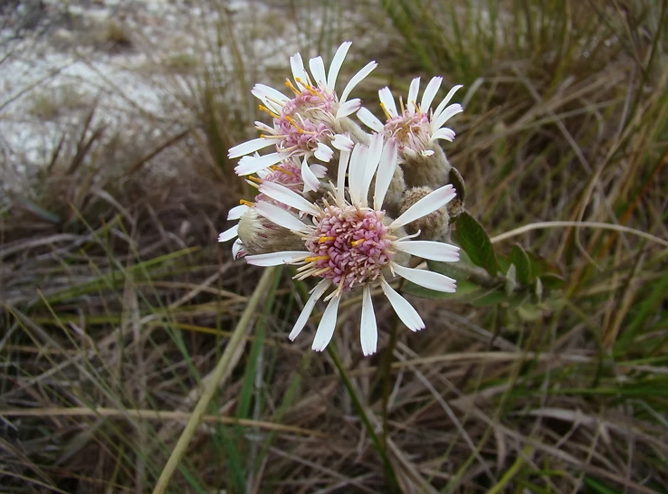 Plantas Vasculares