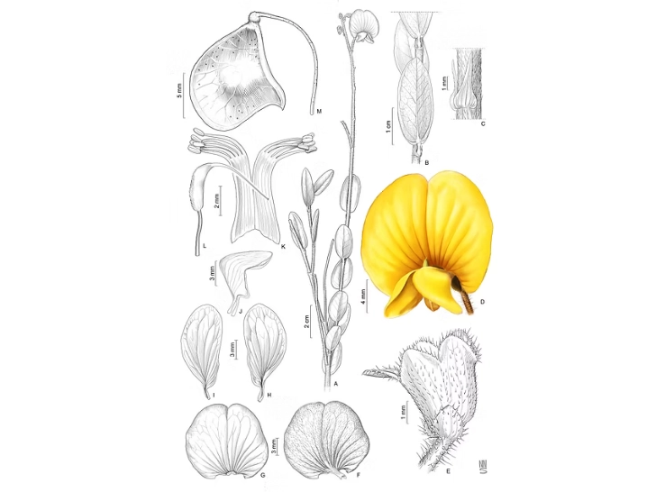 Tipos nomenclaturais