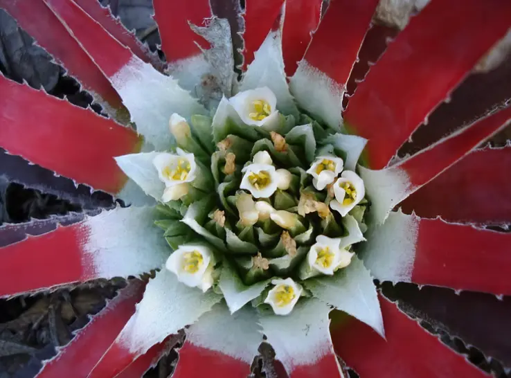 Plantas Vasculares