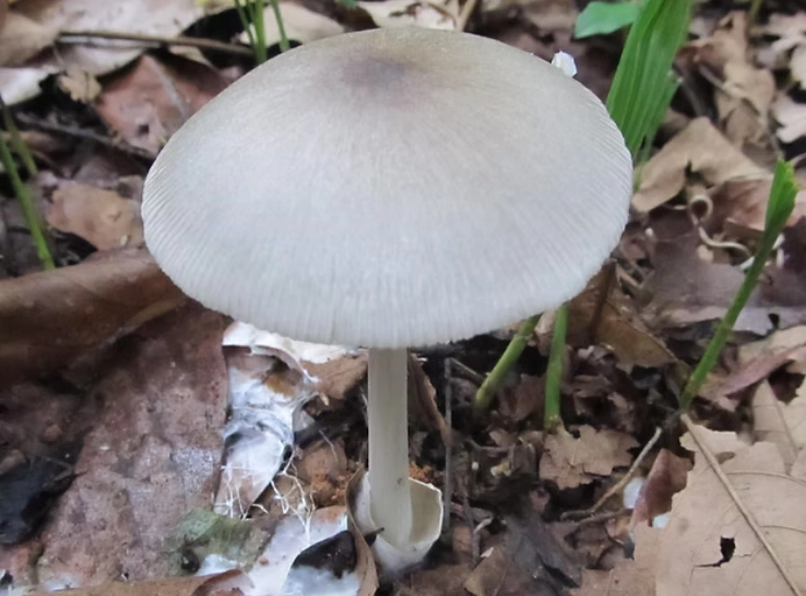 fungos