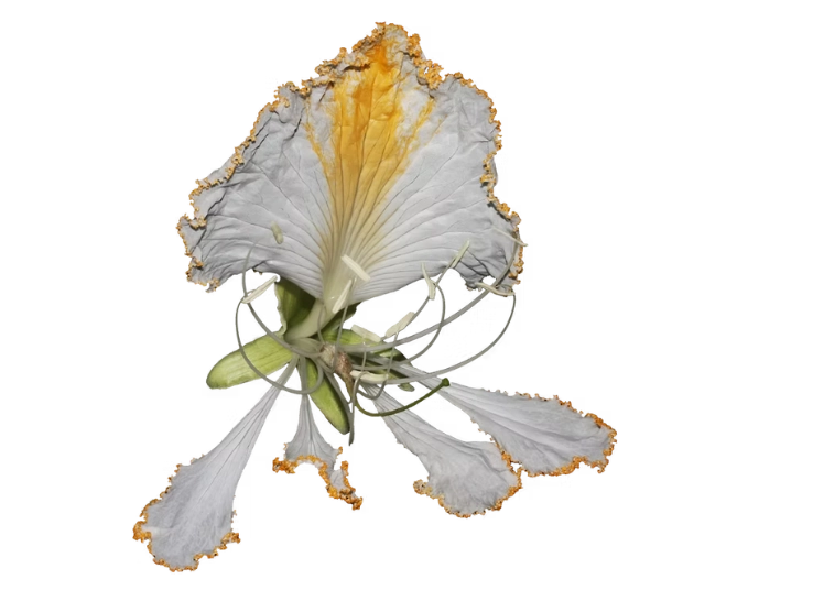 Plantas Vasculares