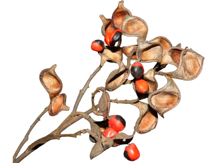 Plantas Vasculares