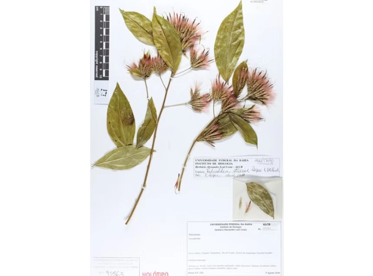Tipos nomenclaturais