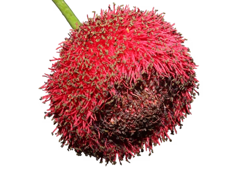 Plantas Vasculares